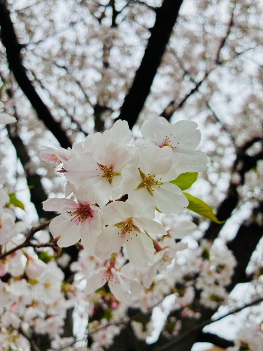 あき｜広報パーソン（ＰＲプランナー） tweet media