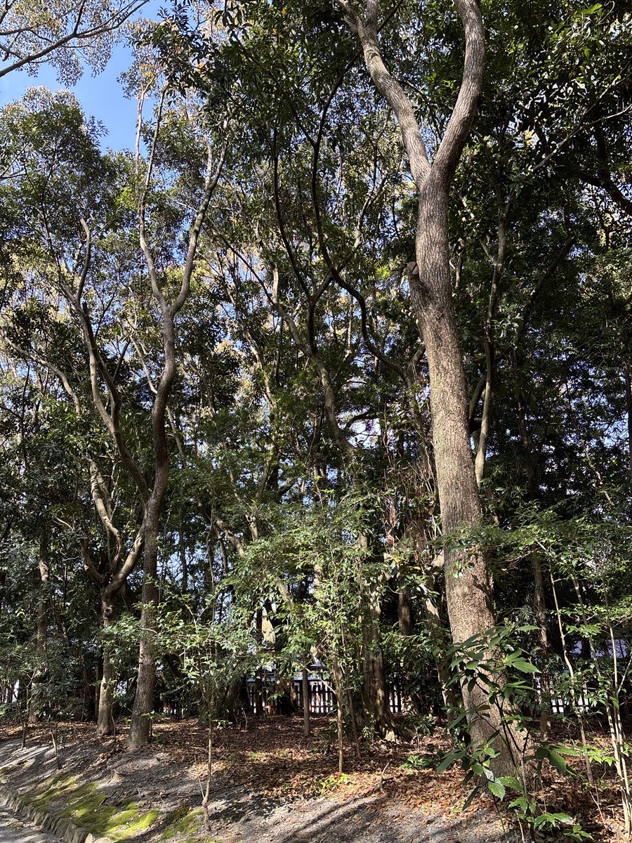 ブブゼラ"幻影" tweet media