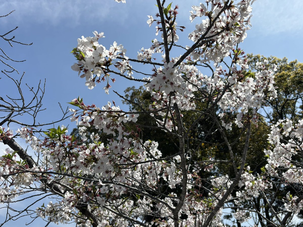 ブブゼラ"幻影" tweet media