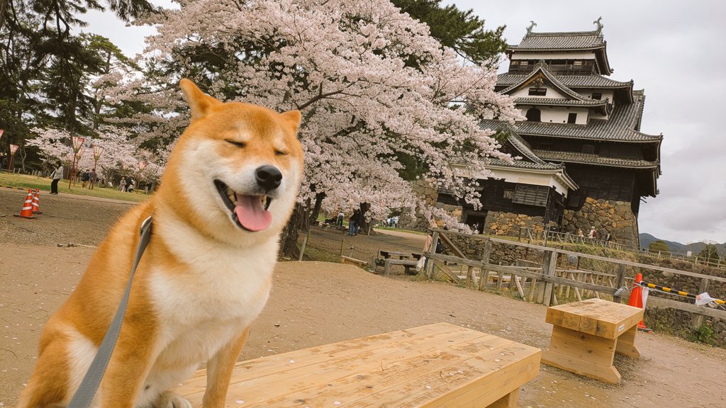 __techno__'s tweet photo. 松江城の桜も見てきたよ🐶🌸✨ https://t.co/4go0qUu1NF