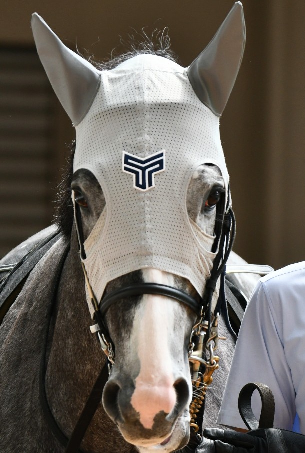 あき🐎=3=3 tweet media