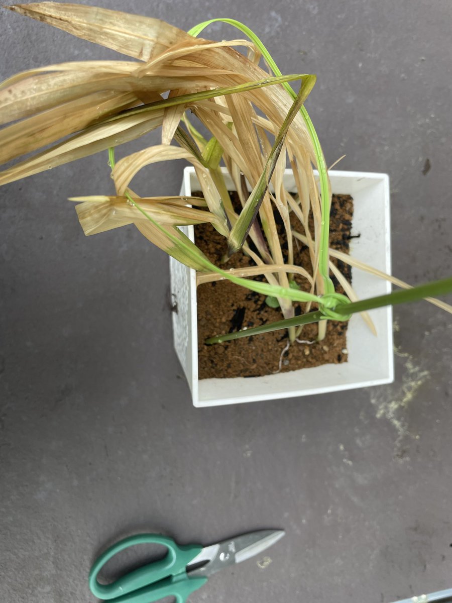 さくや⌘宇宙猫 tweet media