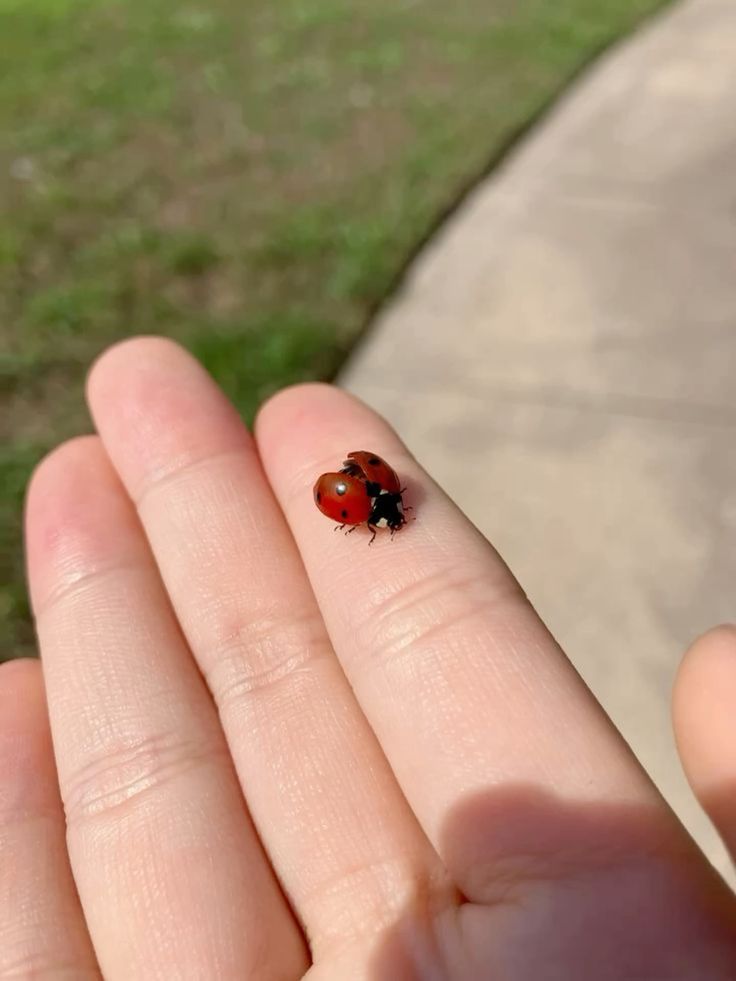 غوټۍ tweet media