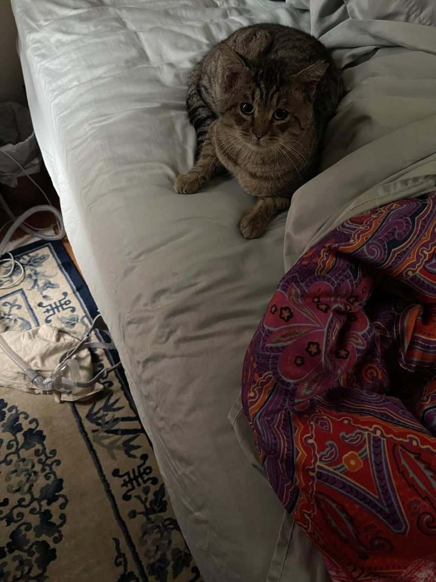 Sara Mary ⭐❤️ tweet media