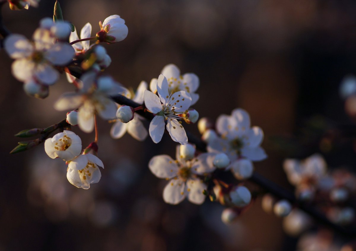 Heimdalsen 𐃏 tweet media