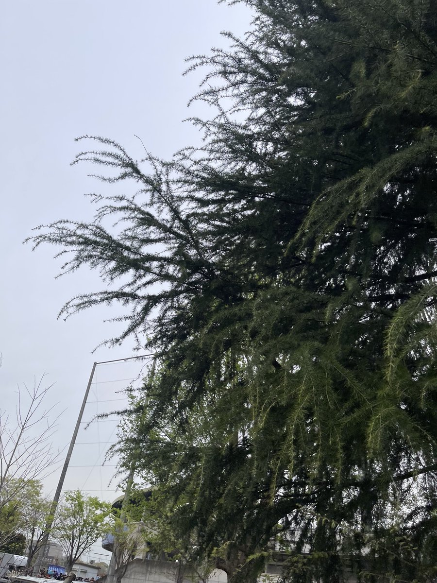 •‚θ‚•)╮=͟͟͞͞ ₦ 🐦💜 tweet media