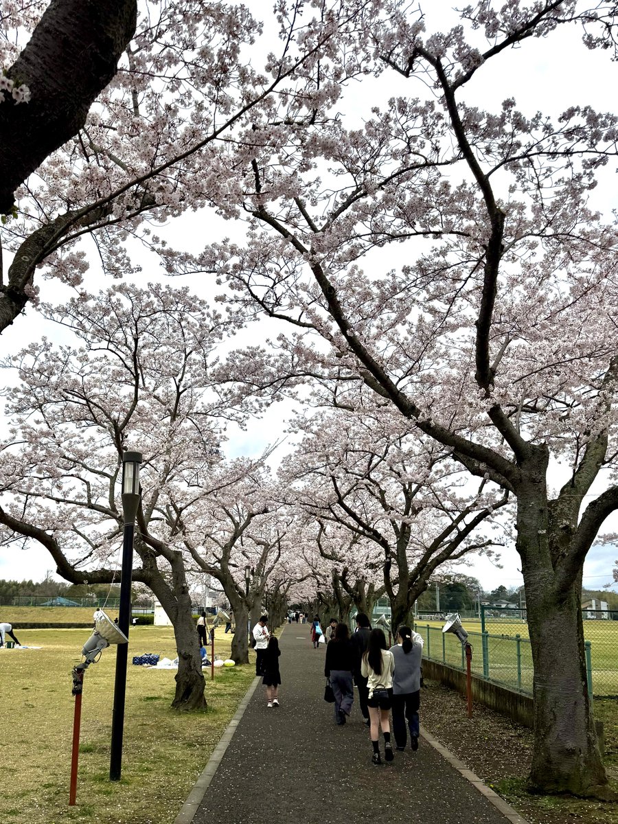 🆕あーるぐれい tweet media