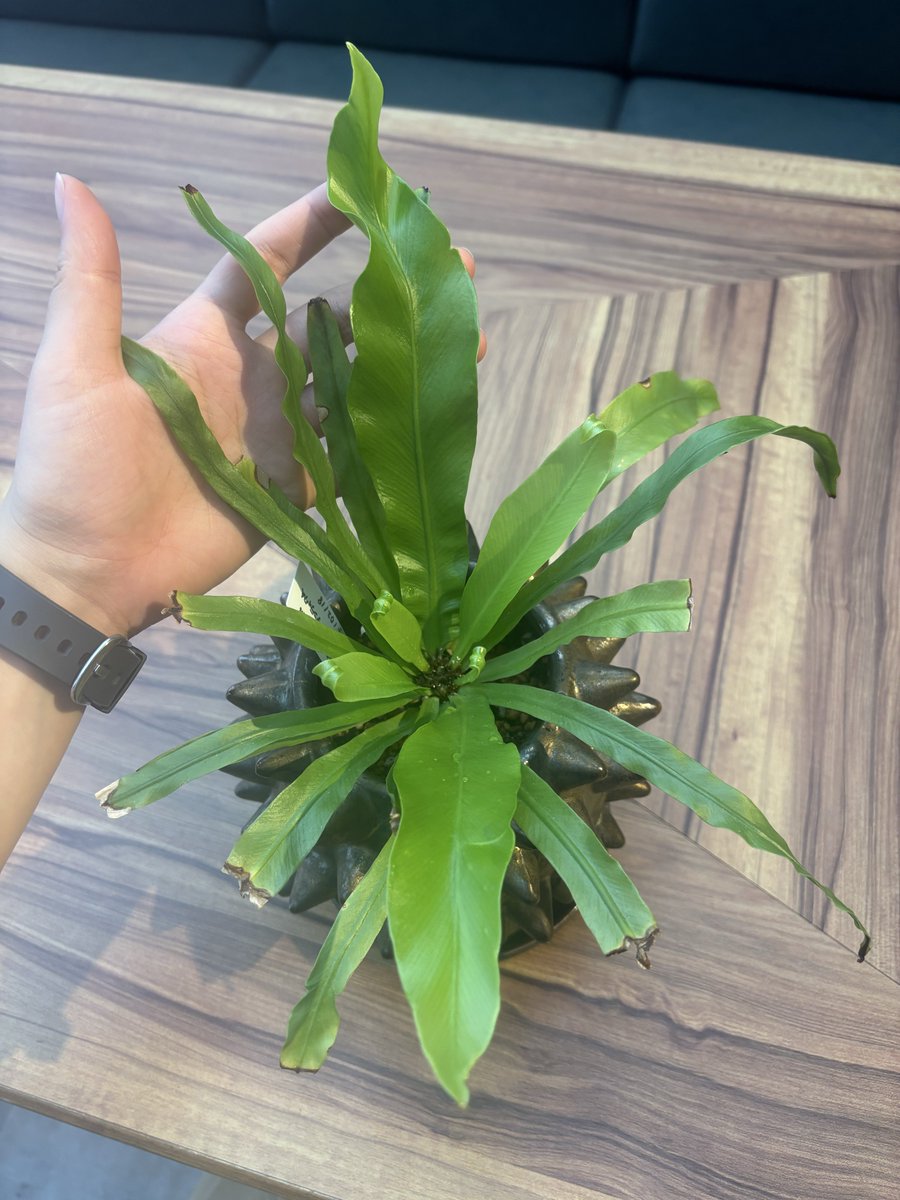 メガモクロー tweet media