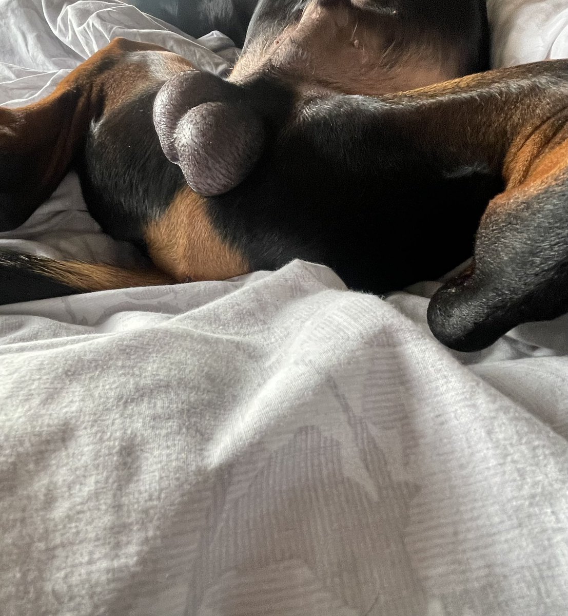 sheilaMol tweet media