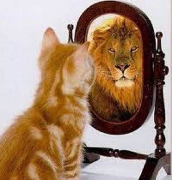 Outback Cat 🇦🇺 tweet media