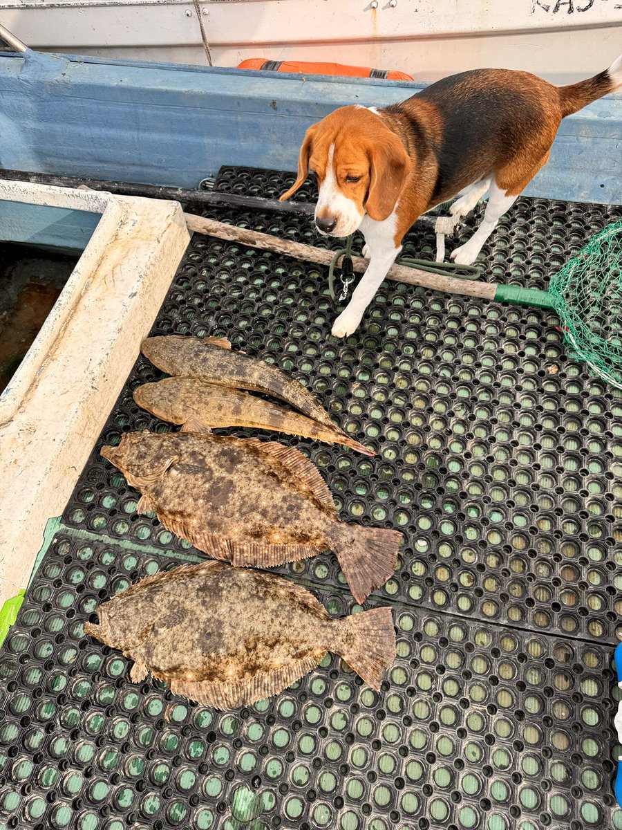 hXbpPWPoXvBTRBt's tweet photo. 本日は会社の人が初めてのフラットチャレンジ🎣
ようやく最後の最後にフッキング決まって初ヒラメ😅
人に釣らせるって激ムズでした😂
僕はヒラメ1のマゴチ2✋😭
あざした〜👨🏽🦲👨🏽🦲
#deepbite https://t.co/MH0DBh3xMb