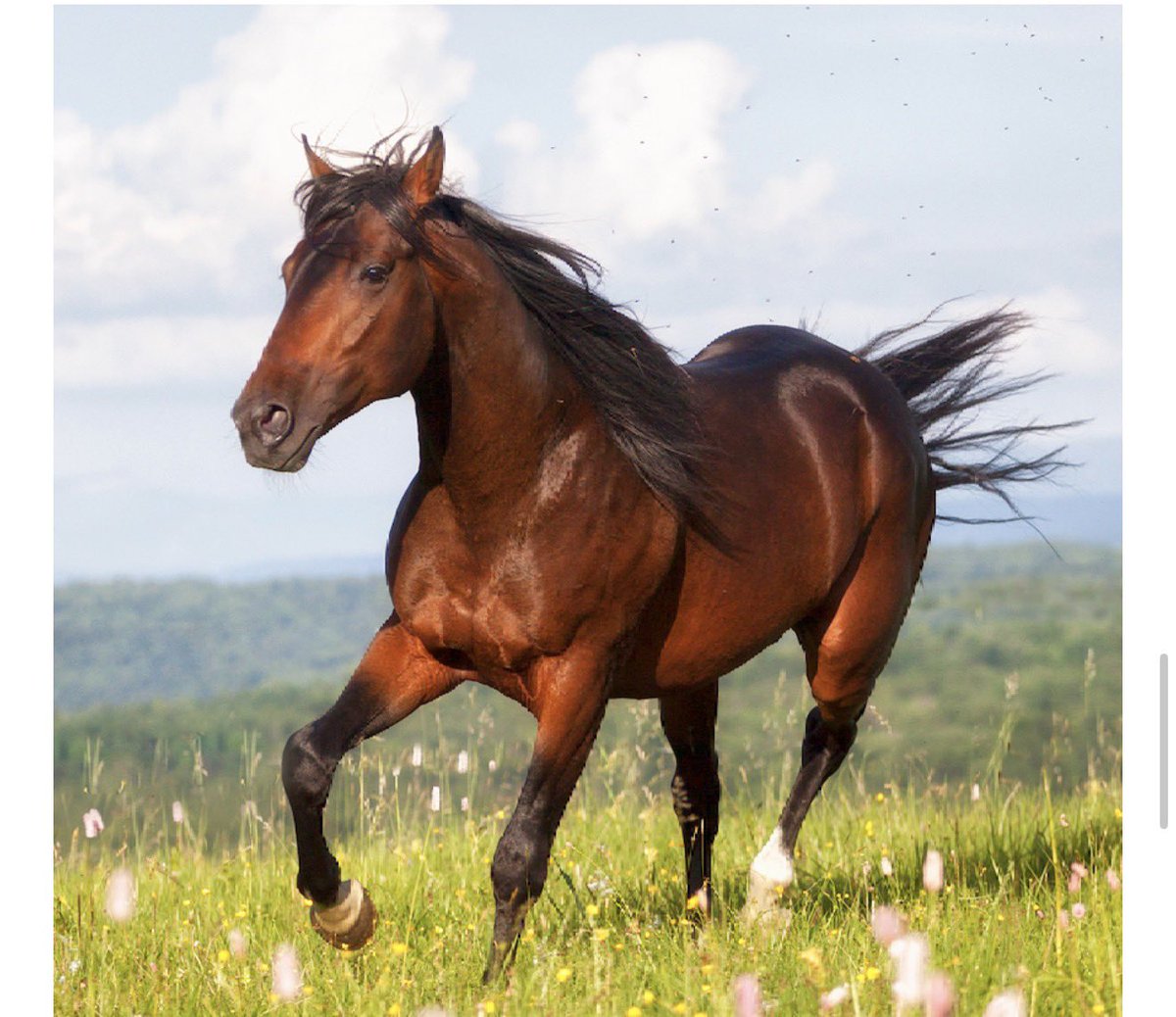 ASHOK VEMULAPALLI tweet media