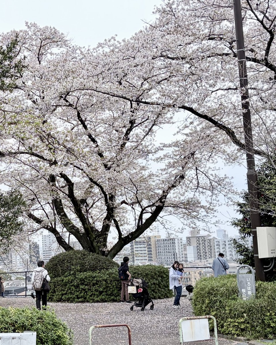 棚からチョコ餅 /しそ tweet media