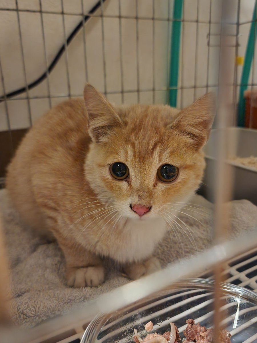 구조 사진 보자마자 우리 애였어요....