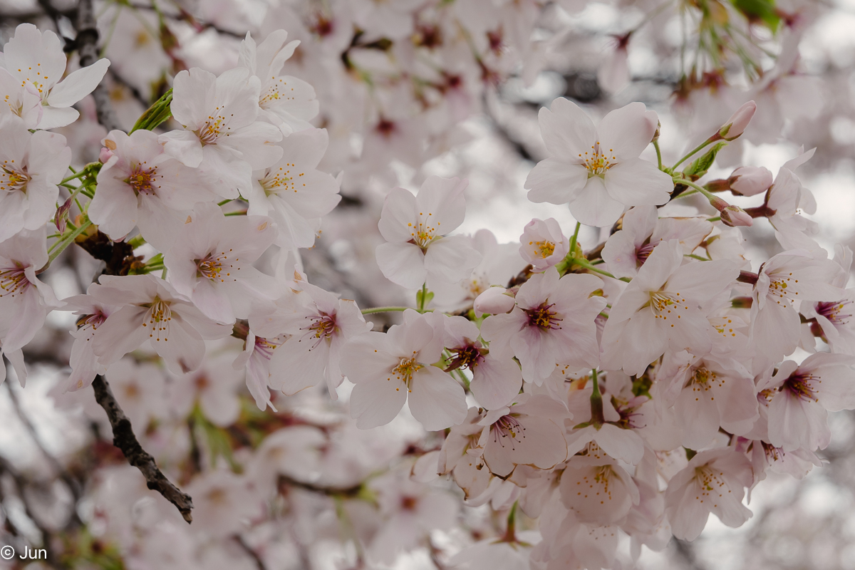 junae111n tweet media