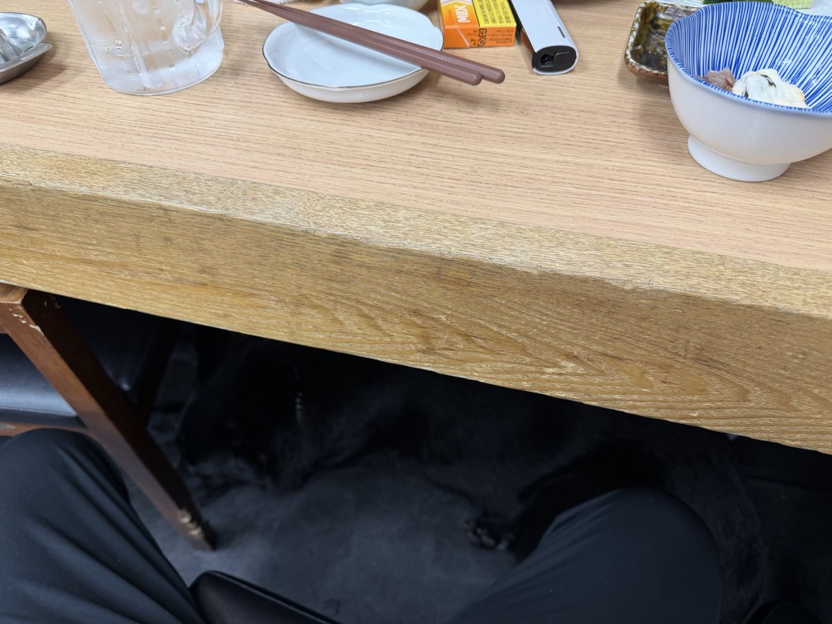 中目黒で花見して、藤八ていう居酒屋入ったら足元で犬が寝始めた😋
わかりづらいけど、黒くてでかいこたまる😋