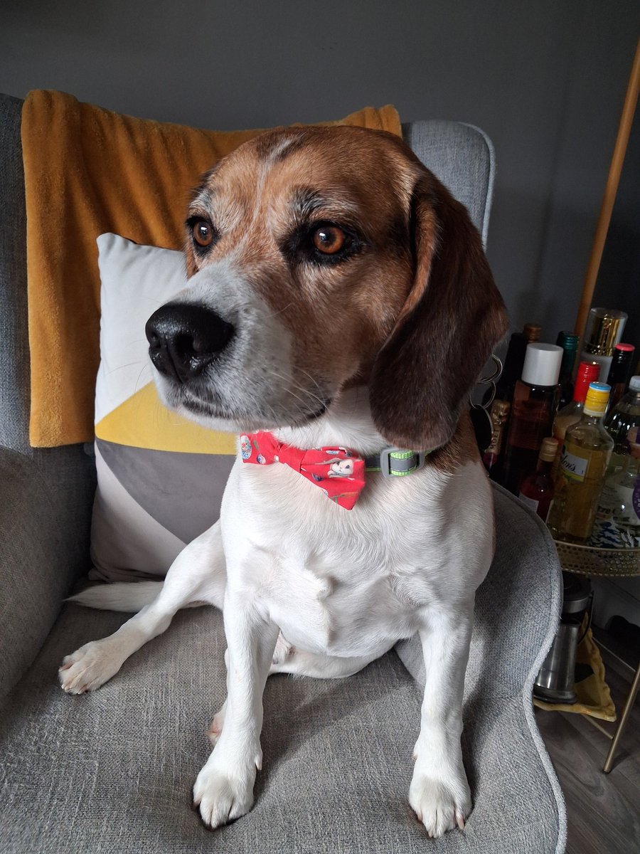 MrPercy Beagle tweet media