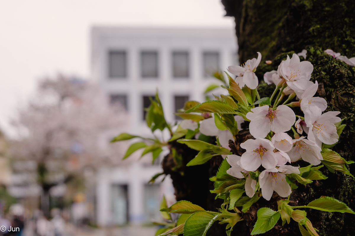 junae111n tweet media