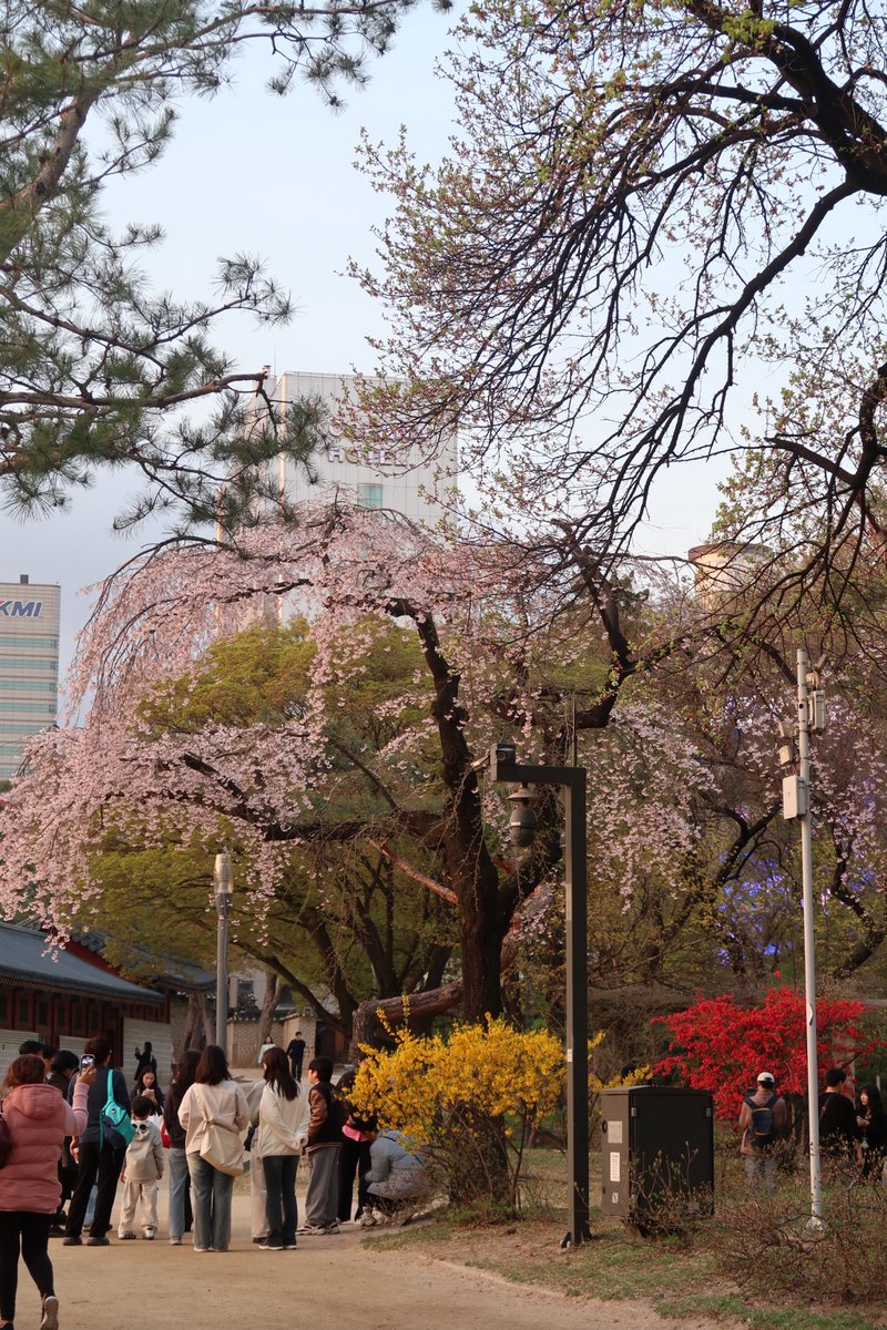 bebeyourluvv's tweet photo. 디카 들고
경북궁 > 덕수궁 > 청계천 
순으로 산책하기 딱 좋은 날씨였다 ! https://t.co/3hqAIAwXuP