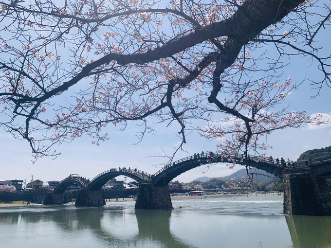 錦帯橋の桜を見に行ってきました