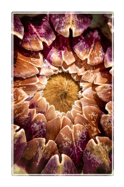 photos_dsmith's tweet photo. A #budding #protea #flower shows how its #petals seem to #bow towards the centre of the #plant #flowerphotography #gardenphotography. For more #macrophotography and #macro #images like this or to #buy #wallart, visit our #website at https://t.co/VilcfnO0ps #flowers #photography https://t.co/d9AUC4UaG8
