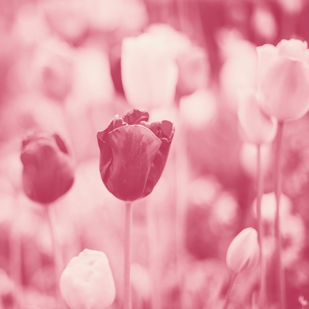 ARCantenatal tweet media