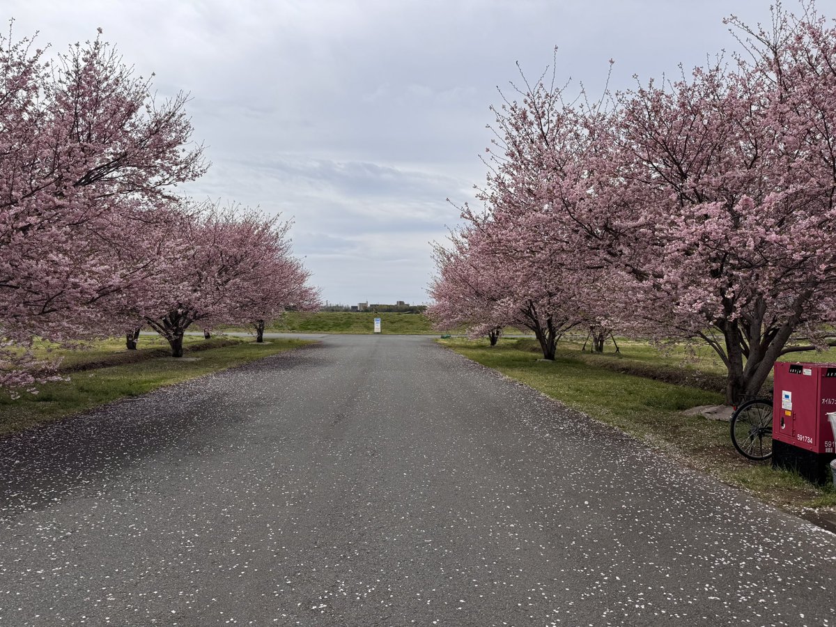 ゴリアテ@本物 tweet media