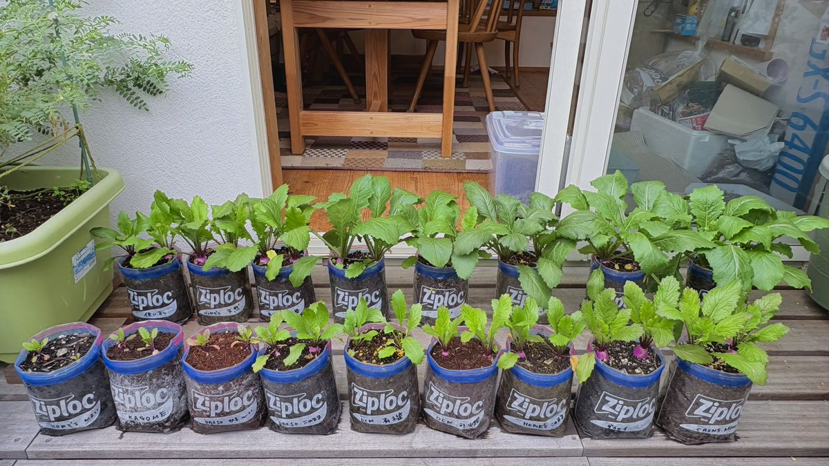 ぽたろうの家庭菜園HACK tweet media