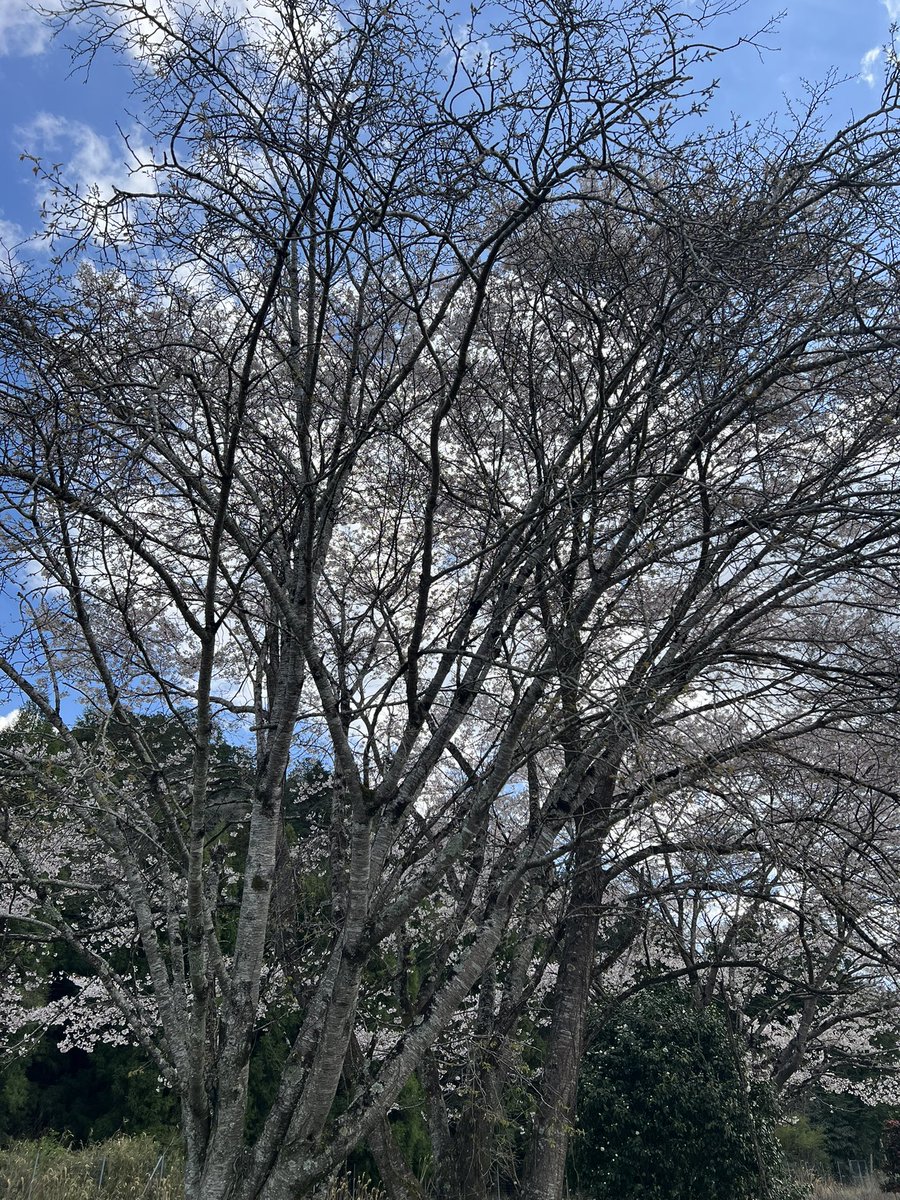 touchandesuga's tweet photo. 今日も見かけた🌸🌸🌸 https://t.co/fEPV7r0GuE