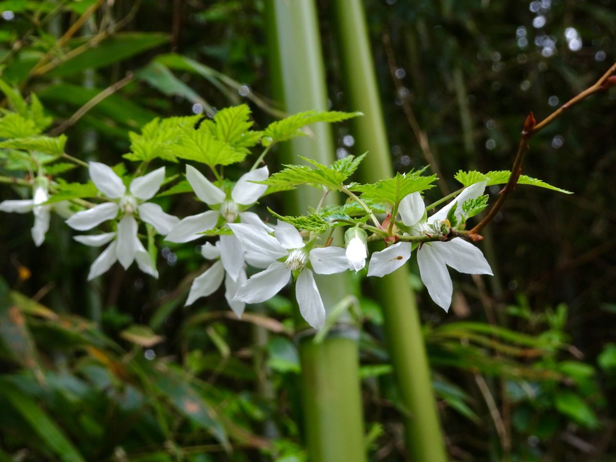 山と溪谷社いきもの部 tweet media