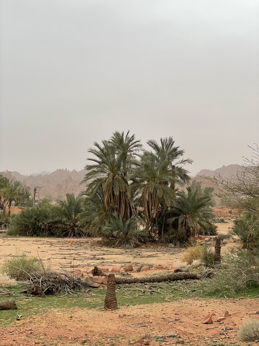 أبو عمر الطائي tweet media
