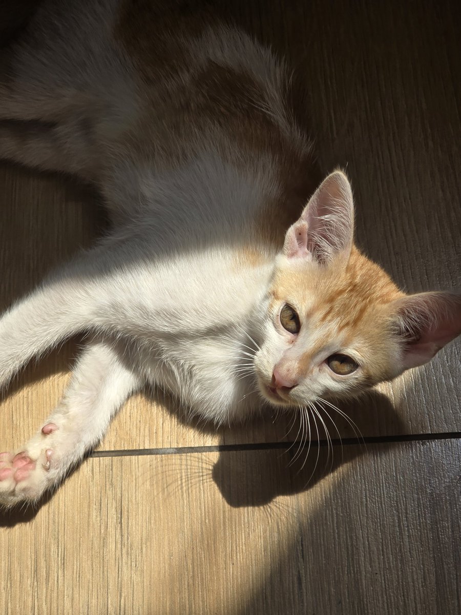 yoon⁷🦭 STREAM SWIM🪭 tweet media