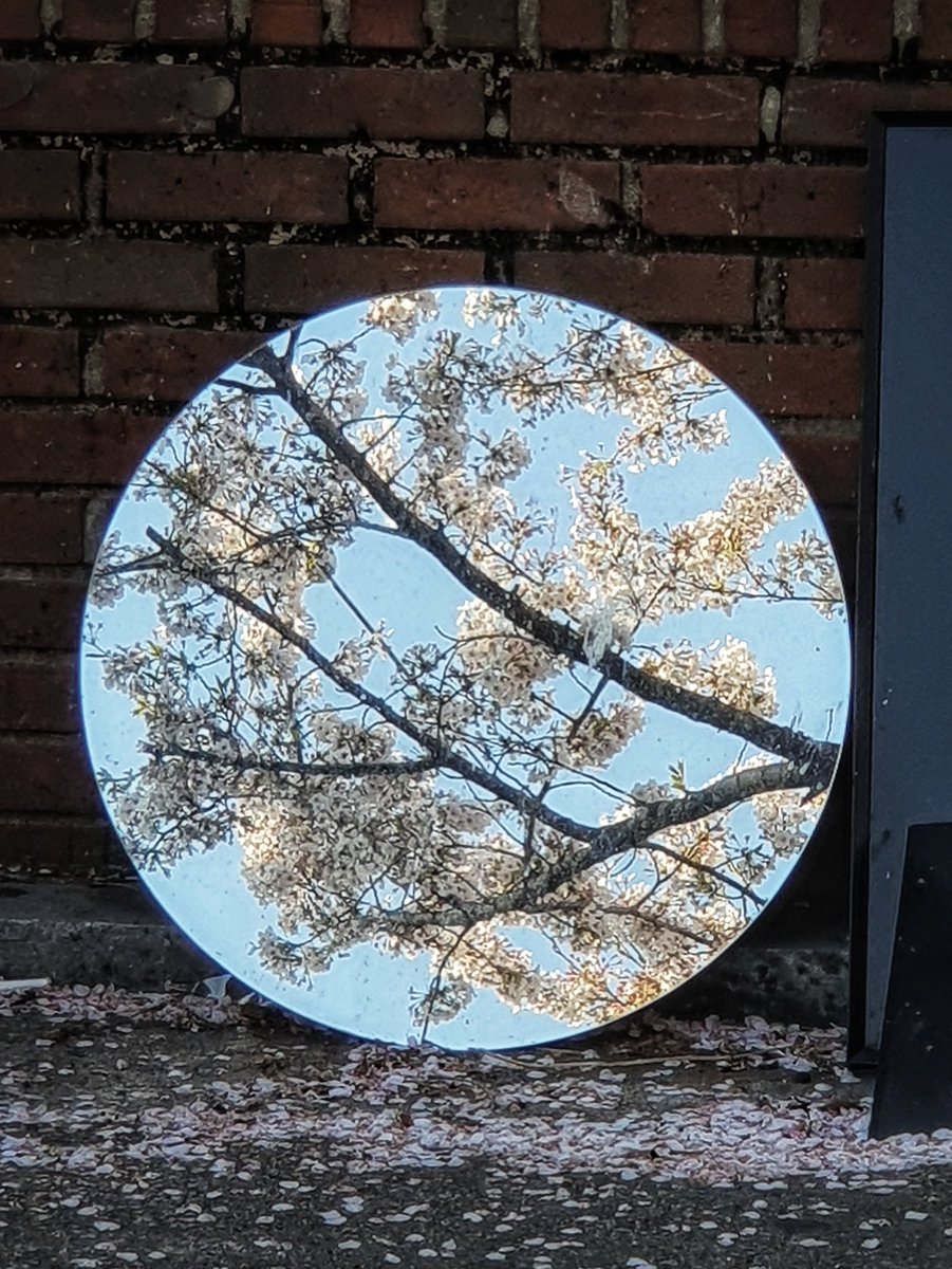 킨토 ˙ᵕ˙ 🕯 tweet media