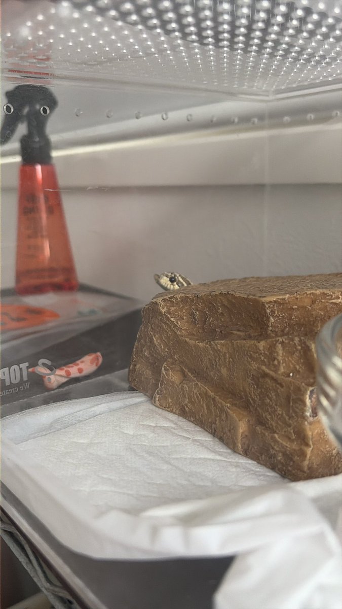 カイト tweet media