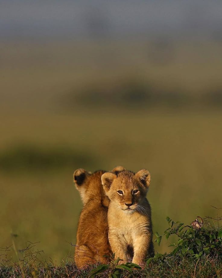 O_ops! 💌 tweet media