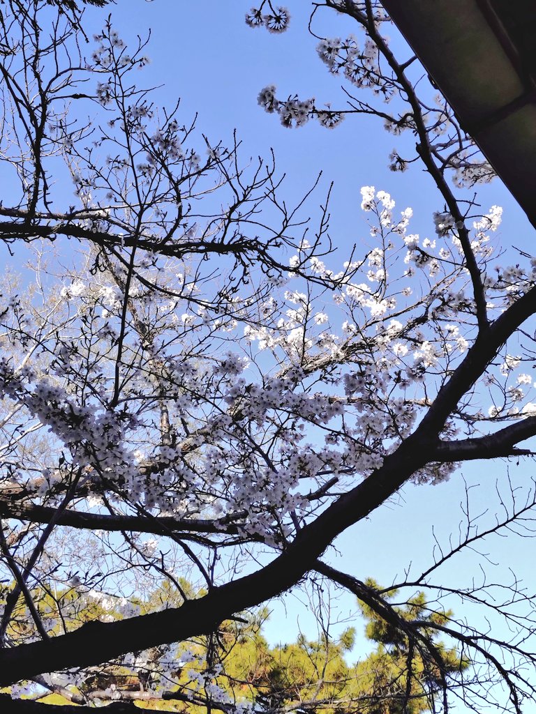 tomocococo tweet media