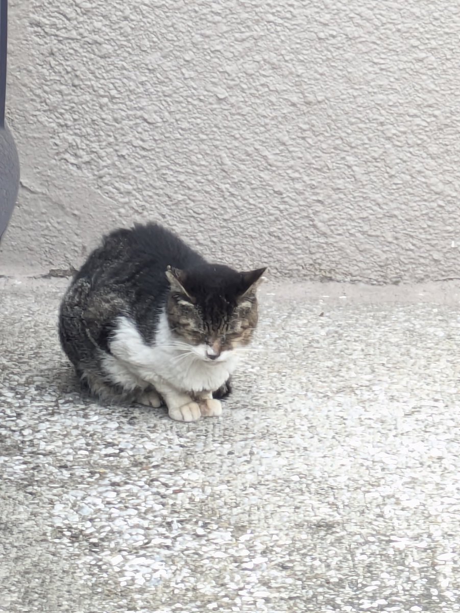 AIRI🎹 tweet media