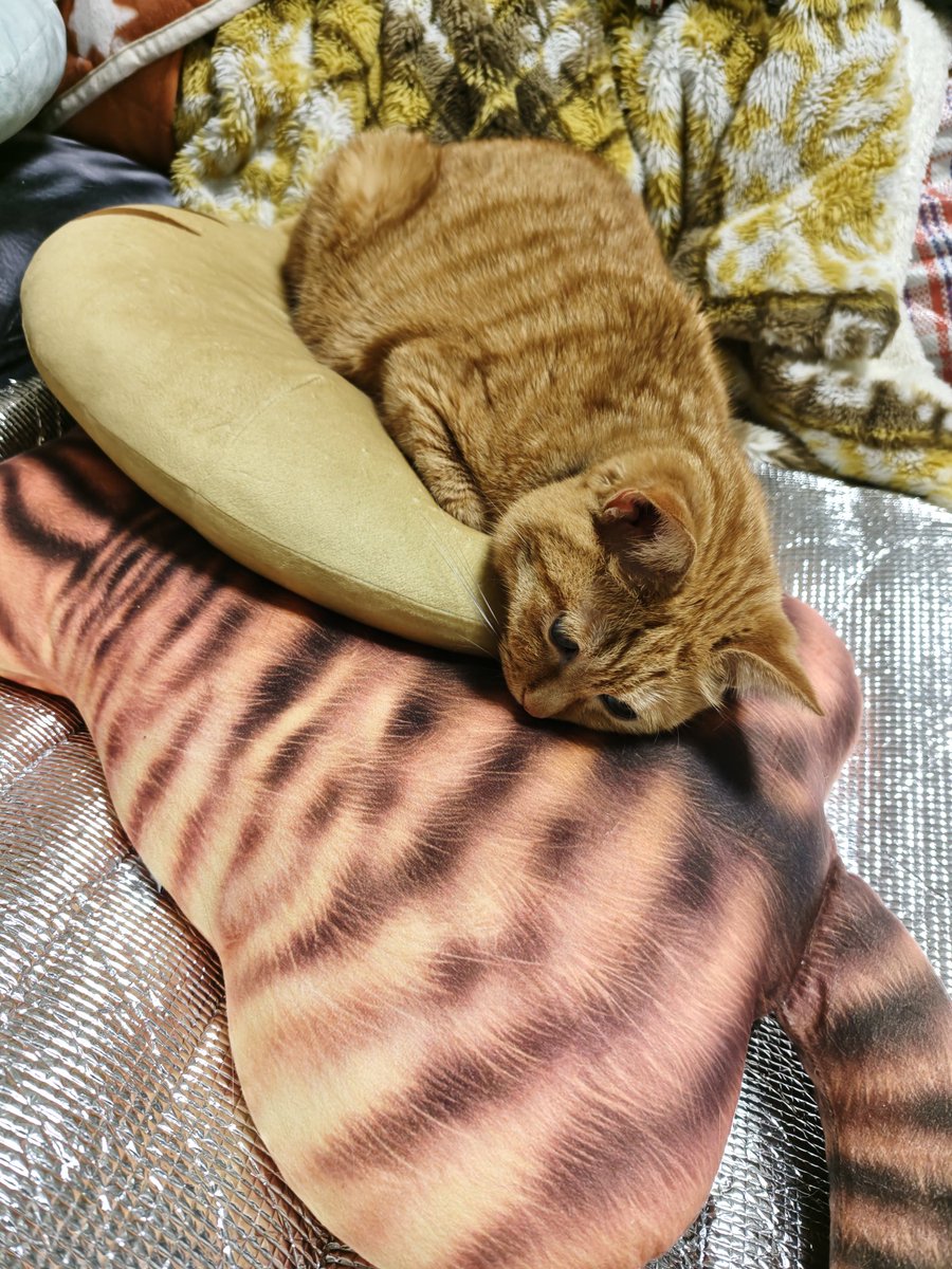 優と愛(猫の王子たち) tweet media