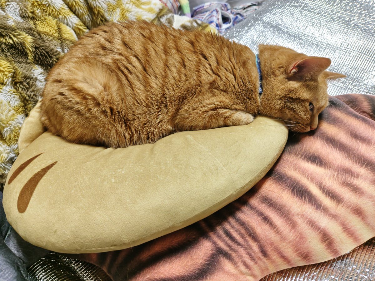 優と愛(猫の王子たち) tweet media