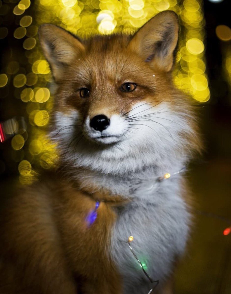 OccasionalFops tweet media