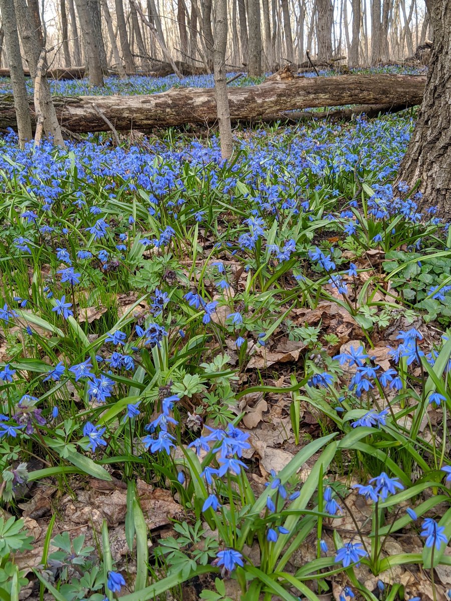 pavel maslov tweet media