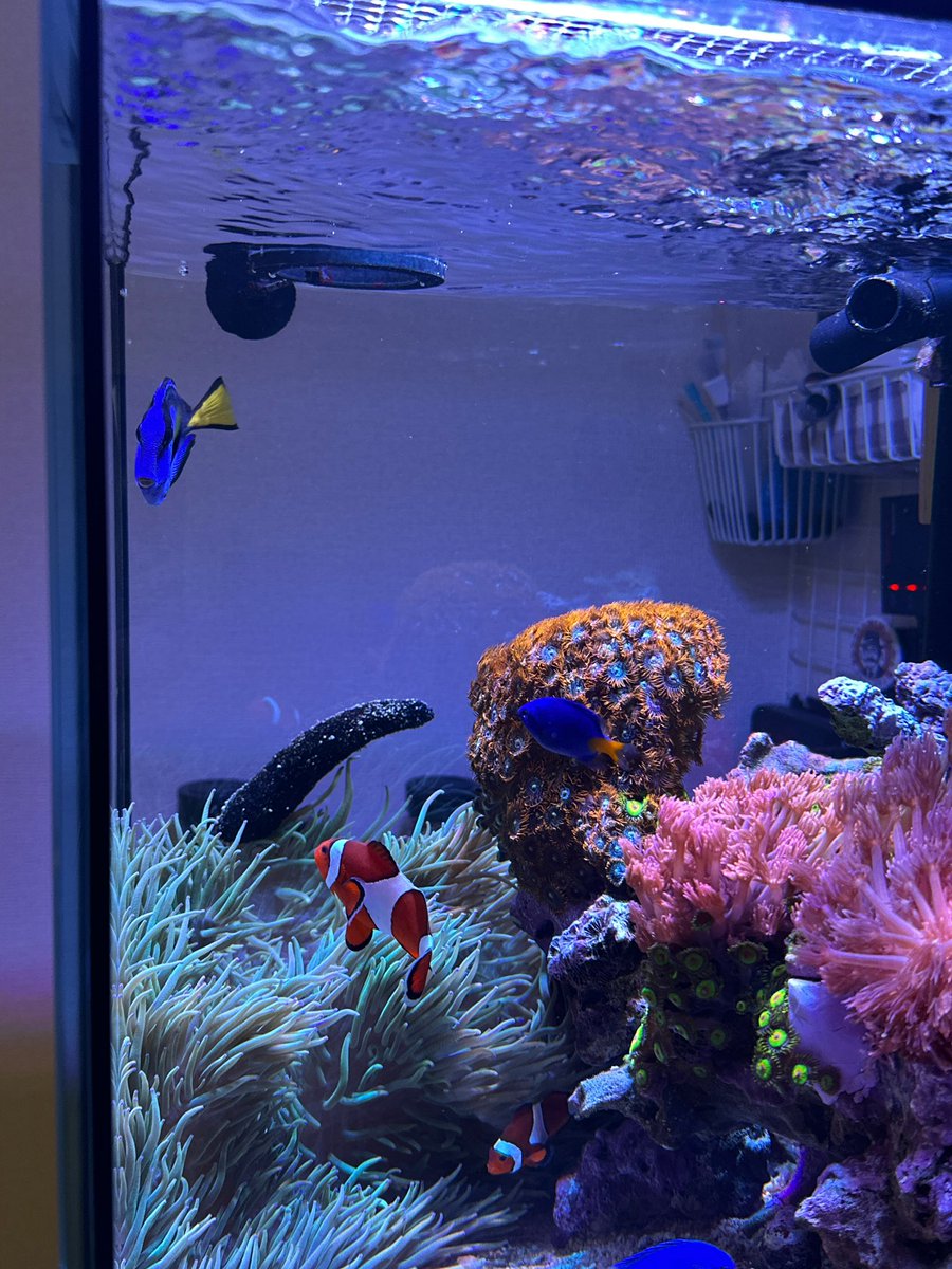 日曜日は基本引きこもり生活😅
朝3:30に起きて、水槽のメンテや家の掃除などなど
買い物などの用事がない限り、敷地からは出ません🤣