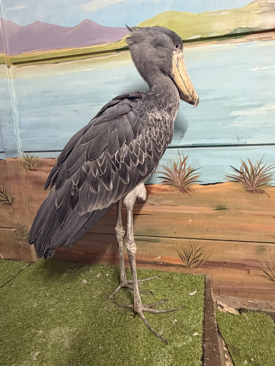 塩ら～めん tweet media