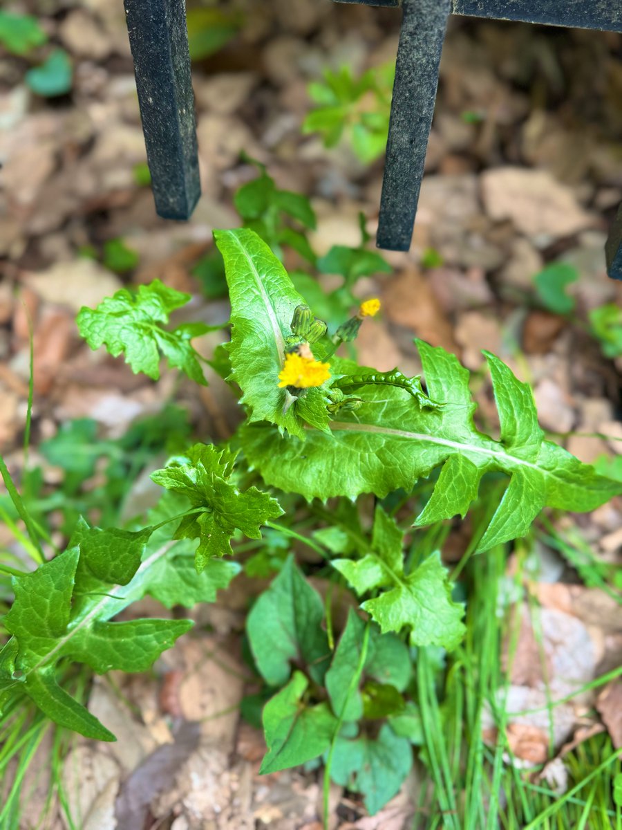 森めぐ/ tiny tiny tweet media