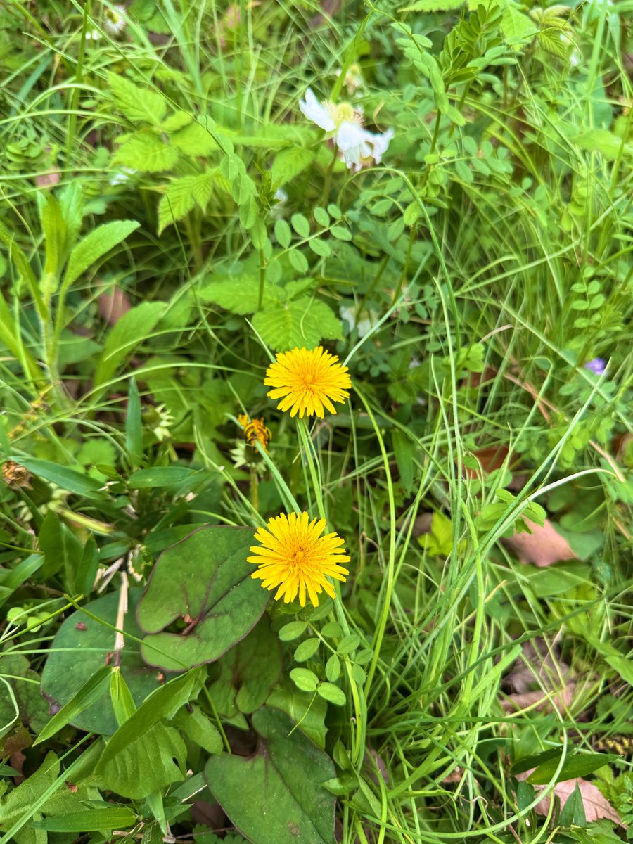 森めぐ/ tiny tiny tweet media