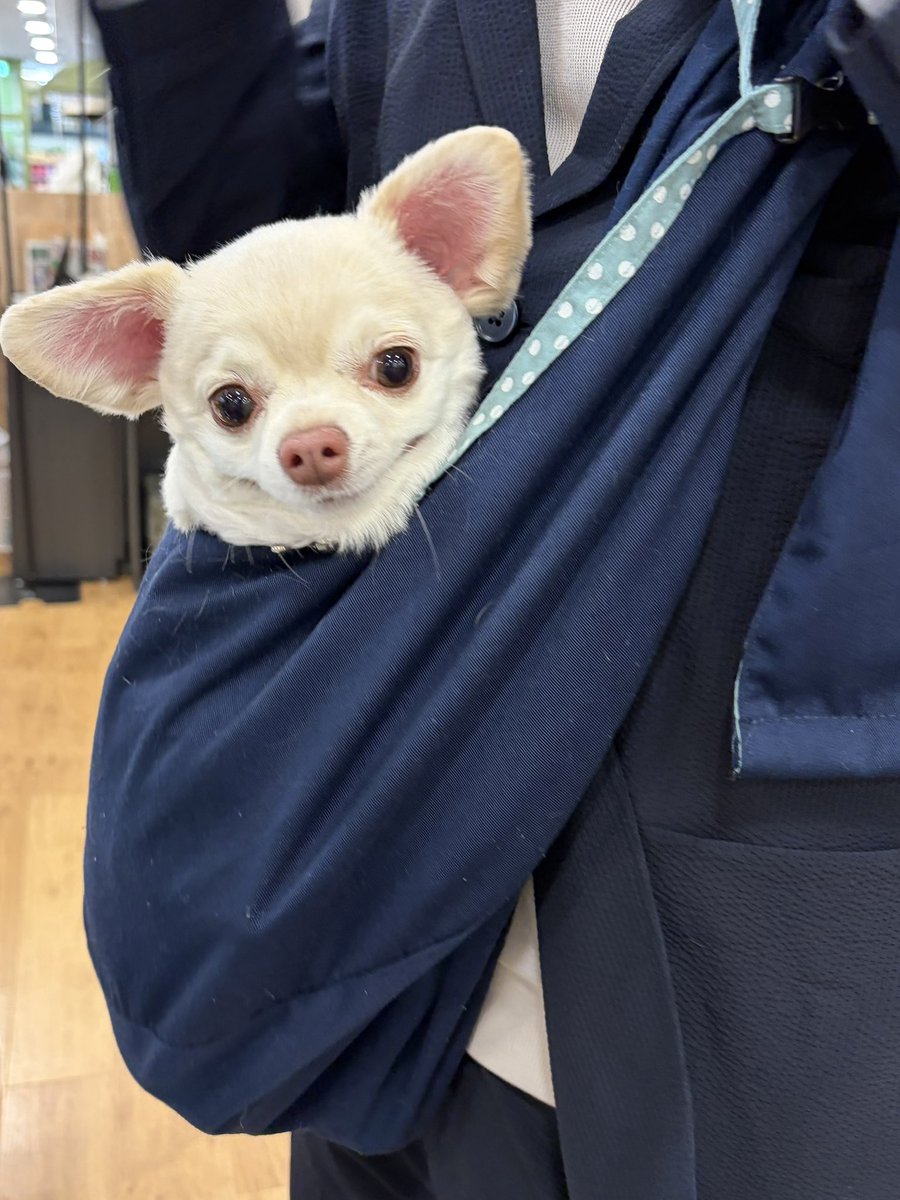 はまち tweet media