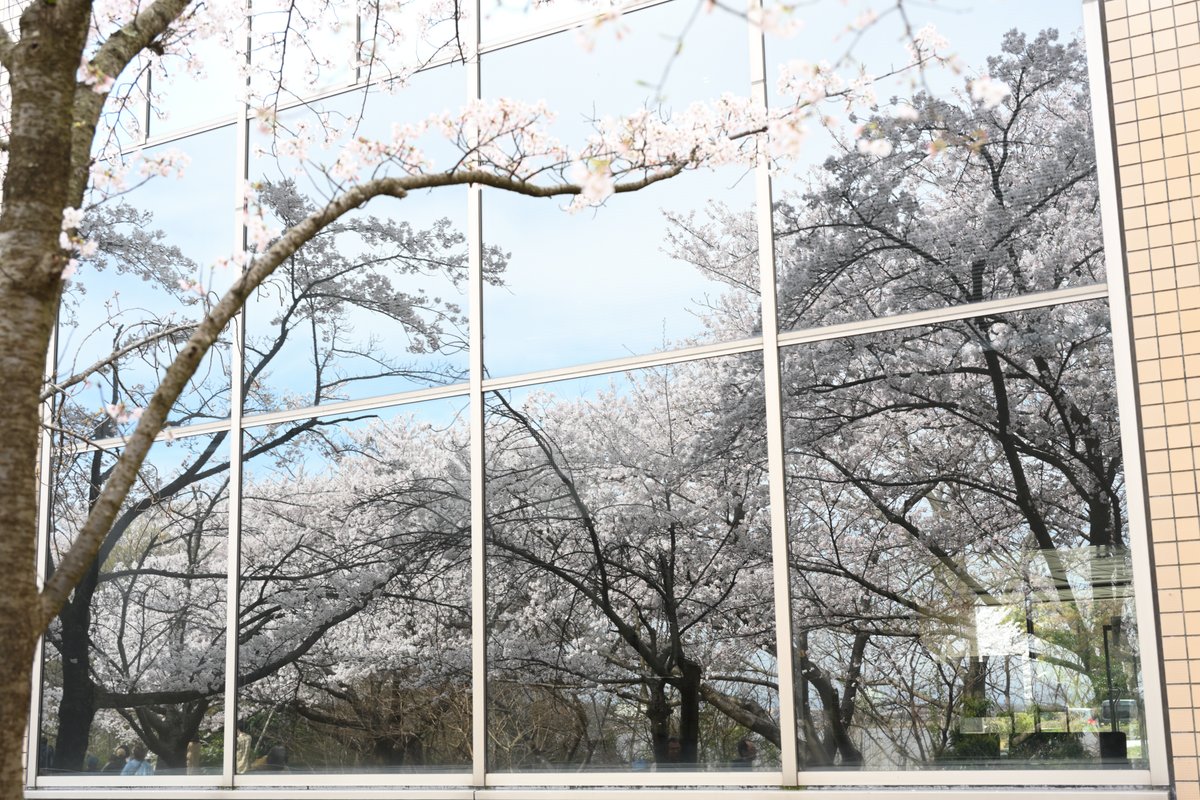 さらしな tweet media