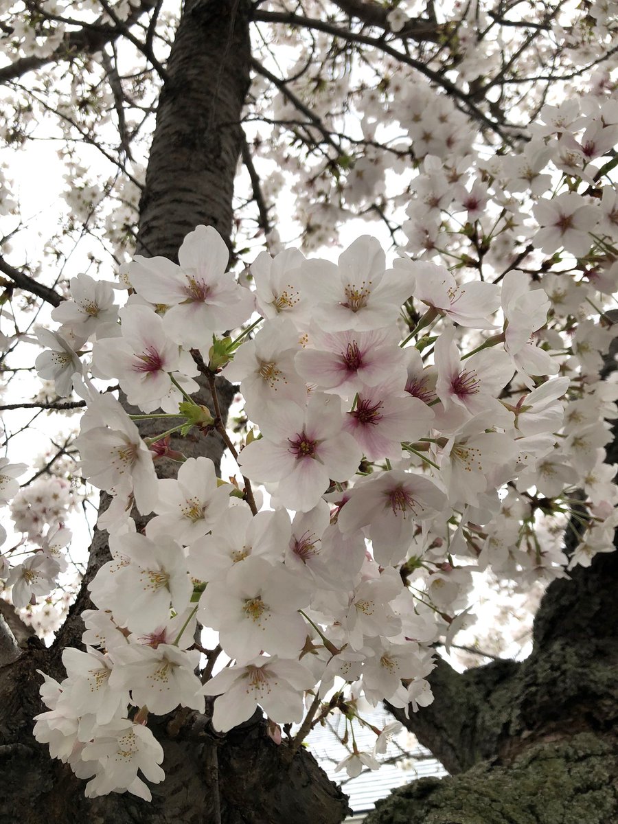 マスカット tweet media