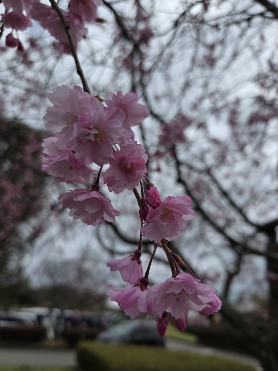 壇野みつ tweet media