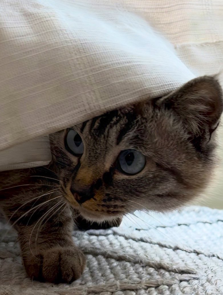 レオぽん🐾 tweet media